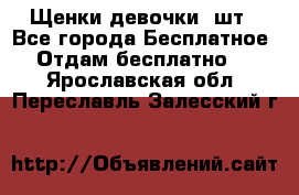 Щенки девочки 4шт - Все города Бесплатное » Отдам бесплатно   . Ярославская обл.,Переславль-Залесский г.